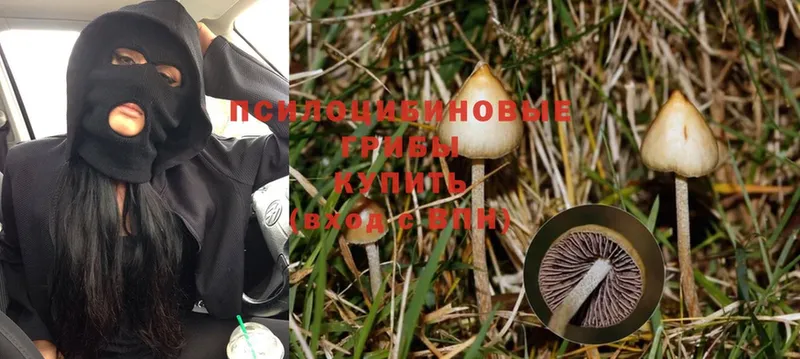 Галлюциногенные грибы Magic Shrooms Надым